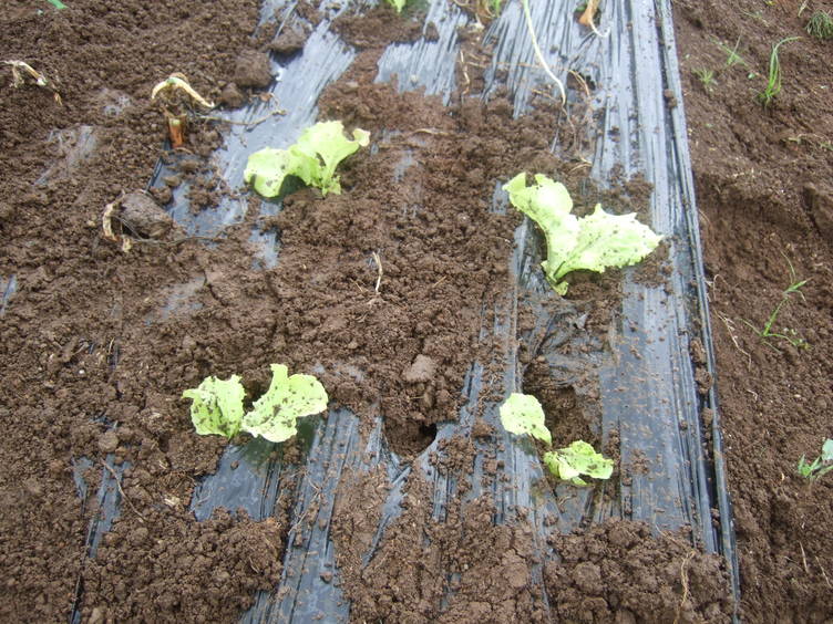 梅雨の合間に植え付け.....づぶ濡れ！！！_b0137932_22135057.jpg