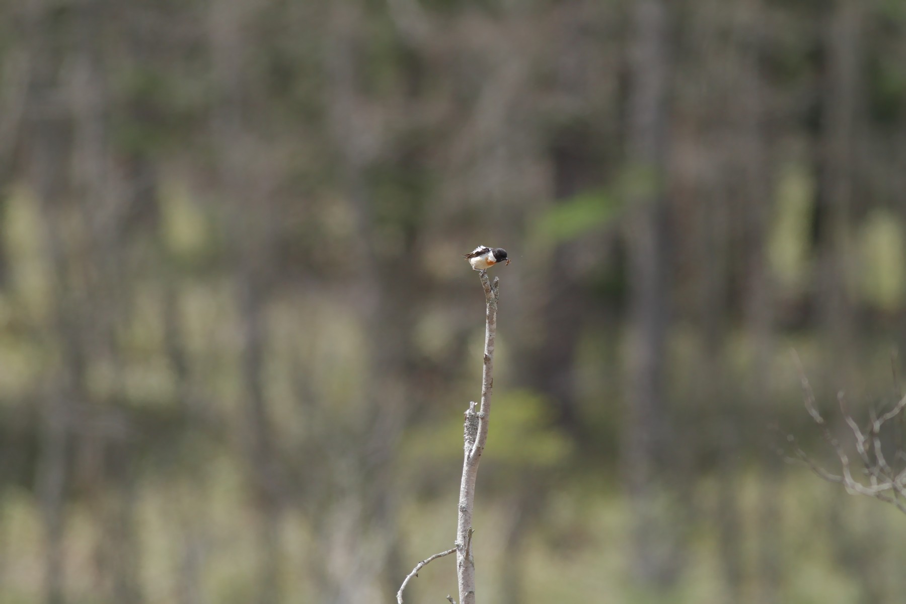 e0154134_77696.jpg