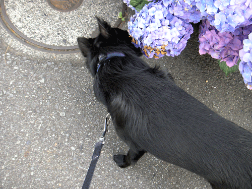 d0049135_14194567.gif
