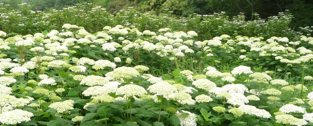 森林植物園のアジサイは来週が見ごろ_b0036638_22313513.jpg