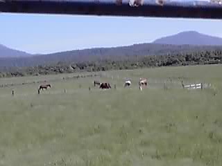高い所から見る放牧風景_e0145441_2140524.jpg