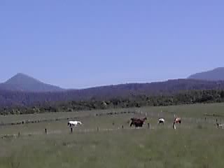 高い所から見る放牧風景_e0145441_21412210.jpg