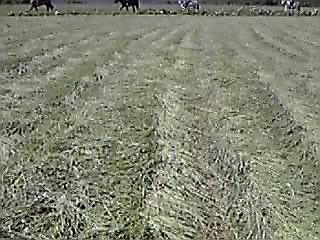 高い所から見る放牧風景_e0145441_21441595.jpg