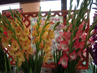 10年6月25日 グラジオラス切り花展 花いっぱい夢いっぱい 茨城県フラワーパーク 非公式サイト