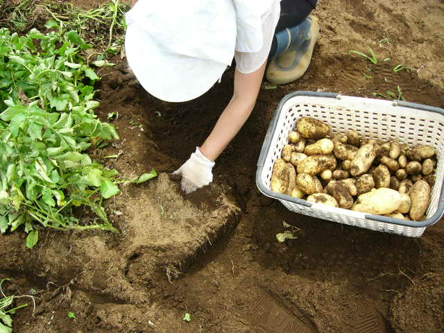 ジャガイモ「メークイン」＆隠元豆の収穫_c0222448_1820364.jpg