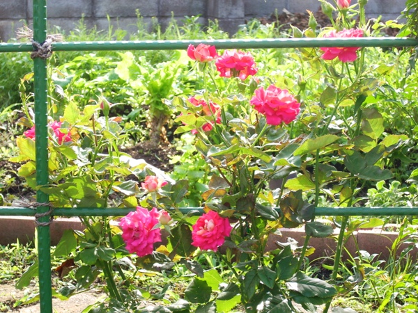 f0156158_21201455.jpg
