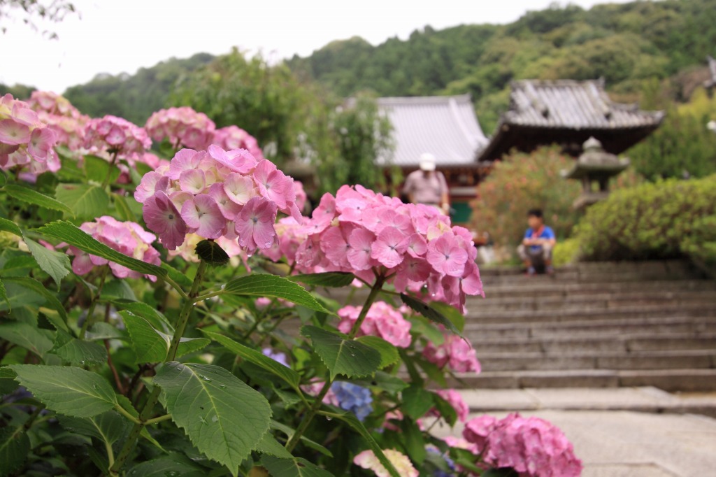 矢田寺　あじさい_a0148860_20115064.jpg