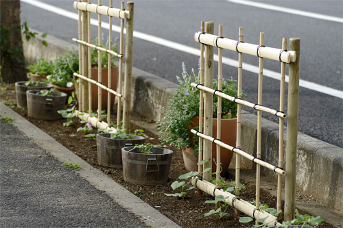 伝統朝顔 団十郎 月夜野 手作り行灯仕立 屋上庭園 Giardino Di Luce