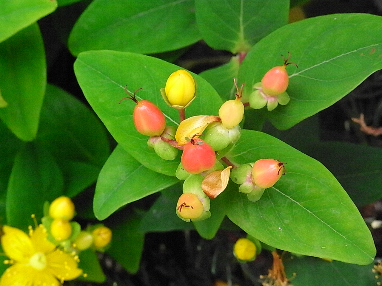 ヒペリカムの花 古流かたばみ会 ヒペリカムの花 古流かたばみ会