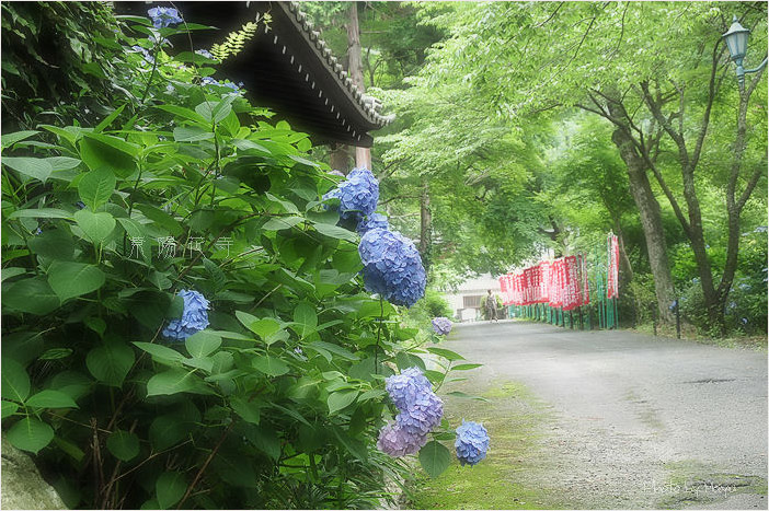 *紫陽花寺*_c0044166_2302173.jpg