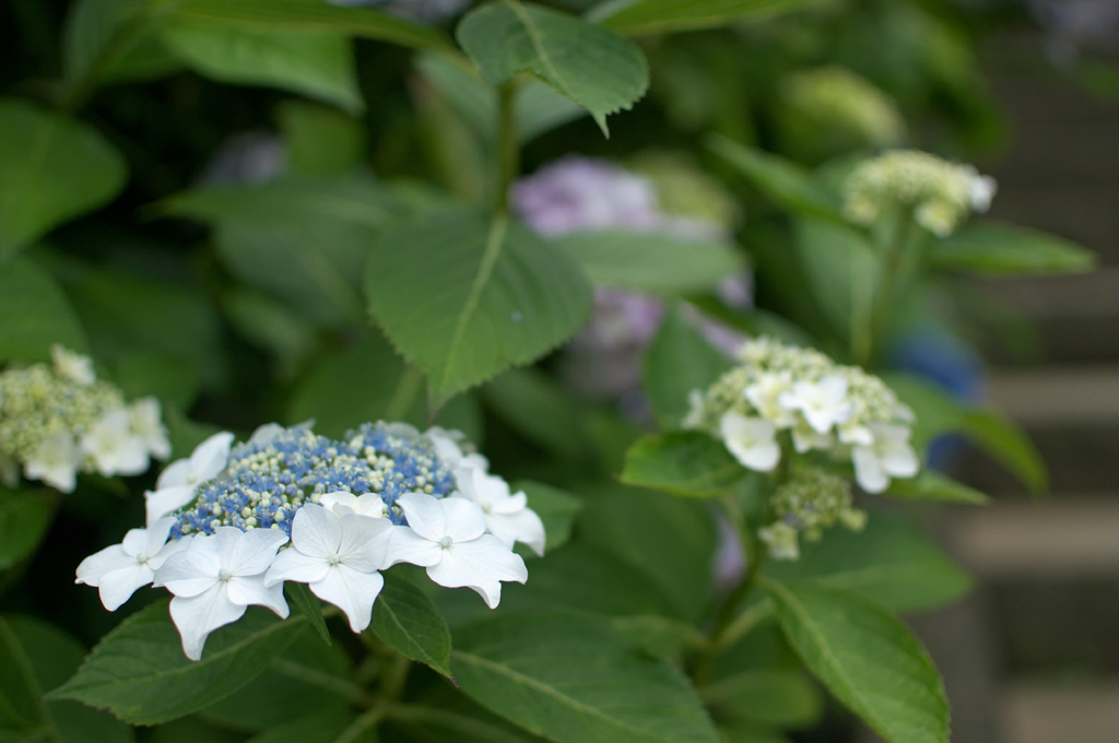 本土寺の紫陽花_f0085878_11123441.jpg