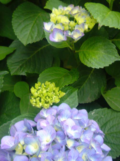 e0078187_6341976.jpg