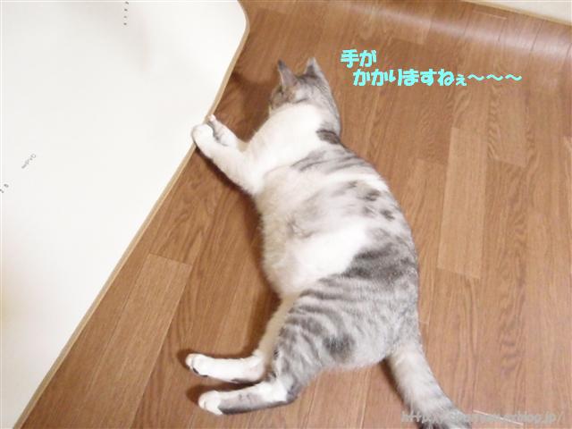 a0159490_16463399.jpg