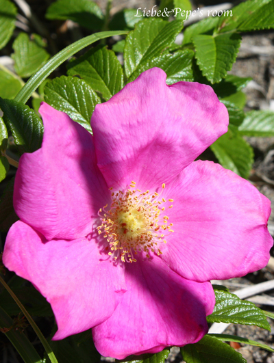 f0001895_20424951.jpg