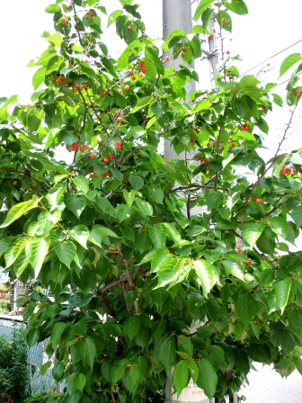 d0090300_144534.jpg