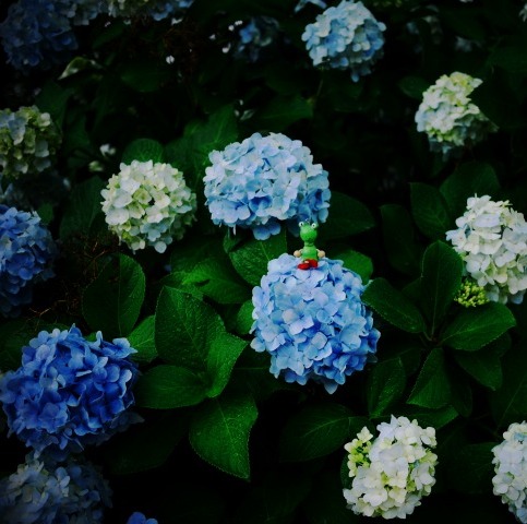 ぴーすけ　と　あめ_c0198903_11553462.jpg