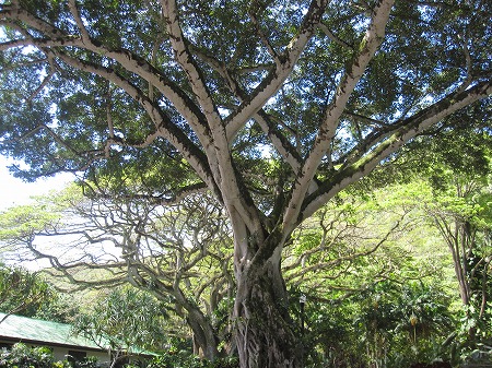 e0049409_216516.jpg
