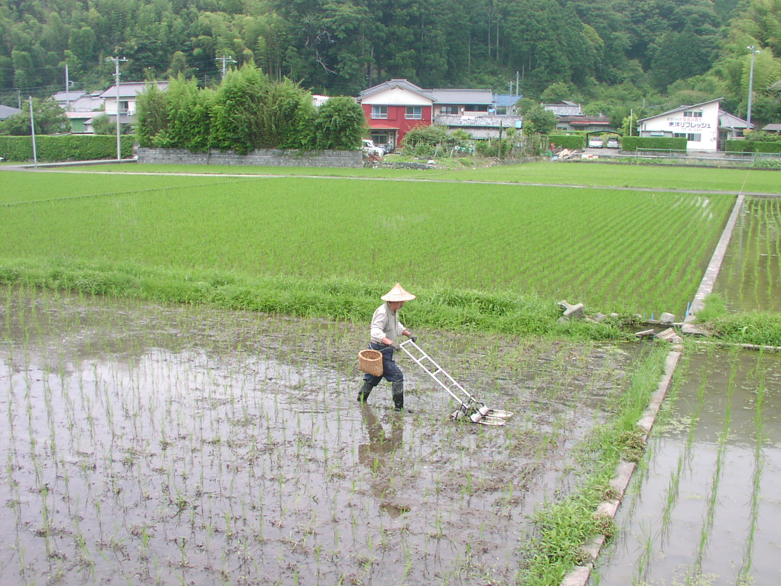 １７２．田の草取り_f0164410_8385087.jpg