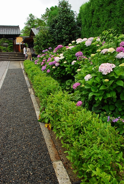 沙羅　－　東林院（妙心寺塔頭）_a0114714_22184486.jpg