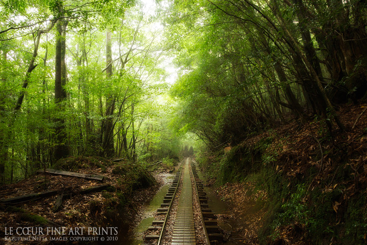 屋久島 トロッコ道 Kazufumi Nitta Photography Blog