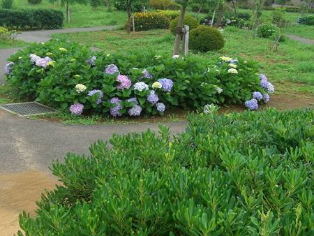 隣接公園の紫陽花など_d0065324_22302488.jpg