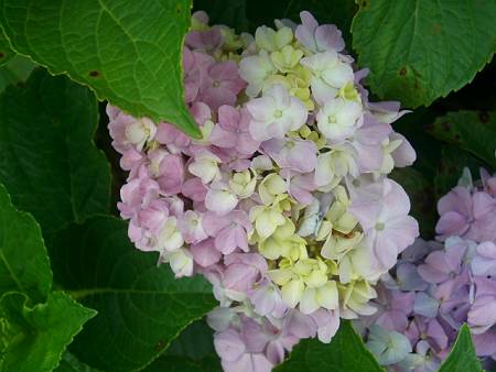 隣接公園の紫陽花など_d0065324_2231116.jpg