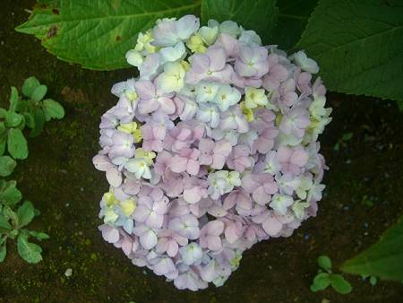 隣接公園の紫陽花など_d0065324_2235445.jpg