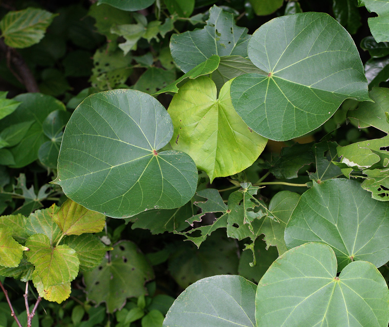 オオハマボウ、サキシマハマボウ : 三重野生生物談話会BBSブログ