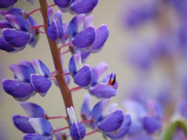 花の仲間調べ