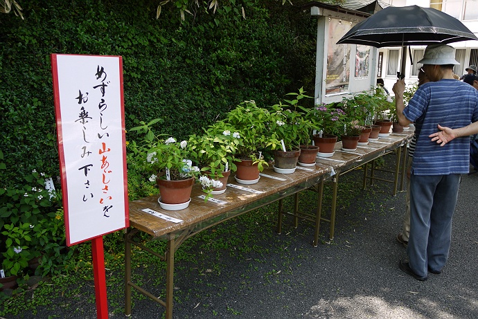 高幡不動尊・あじさいまつり　後編_c0196928_17593154.jpg