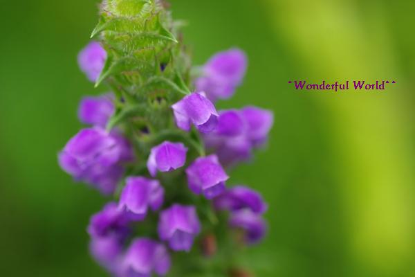 赤塚植物園のムラサキツユクサ～(^－^)_c0210728_912129.jpg