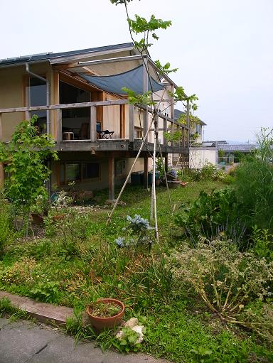 Nさんのいえ(2008) オニグルミのその後 2010/6/26_a0039934_18314370.jpg