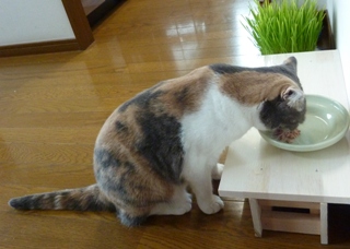 猫のお友だち マミちゃん編。_a0143140_1655114.jpg