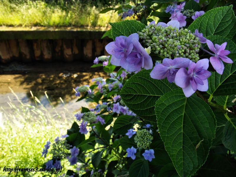 去年の紫陽花_c0183640_18395078.jpg