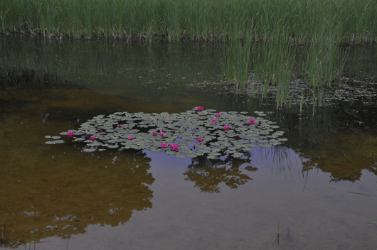 c0093046_639810.gif