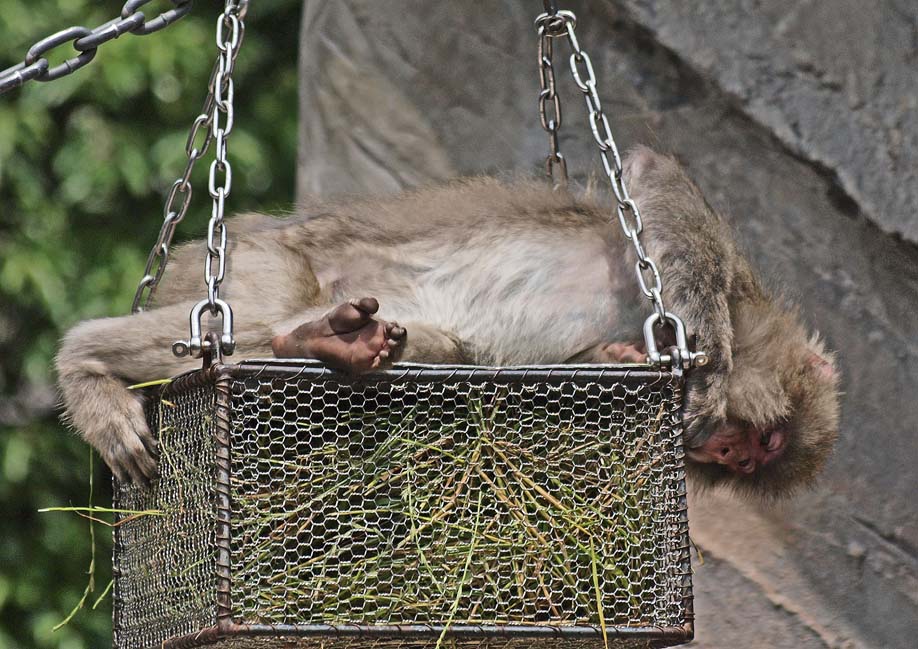 上野動物園・撮影会_c0094546_20475578.jpg