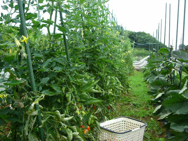 トウモロコシのネット張り・・トマト収穫開始_c0222448_14592587.jpg