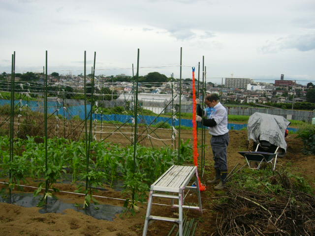 トウモロコシのネット張り・・トマト収穫開始_c0222448_145995.jpg