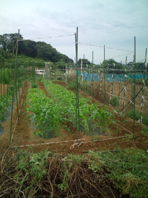 トウモロコシのネット張り・・トマト収穫開始_c0222448_15391825.jpg