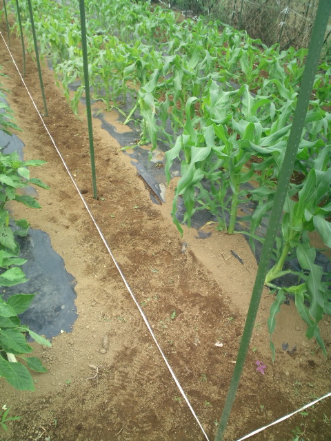 トウモロコシのネット張り・・トマト収穫開始_c0222448_1539699.jpg