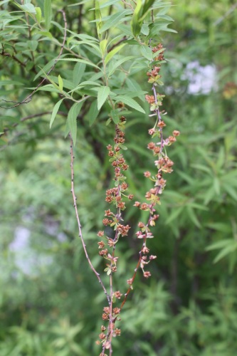 c0118352_17575633.jpg
