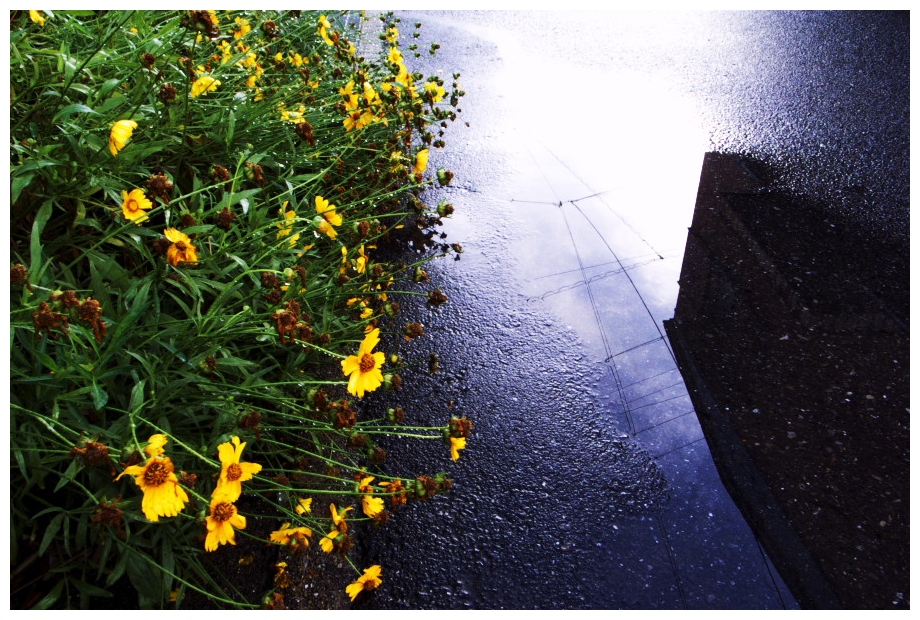 雨に咲く花 井上ひろし 生活の柄