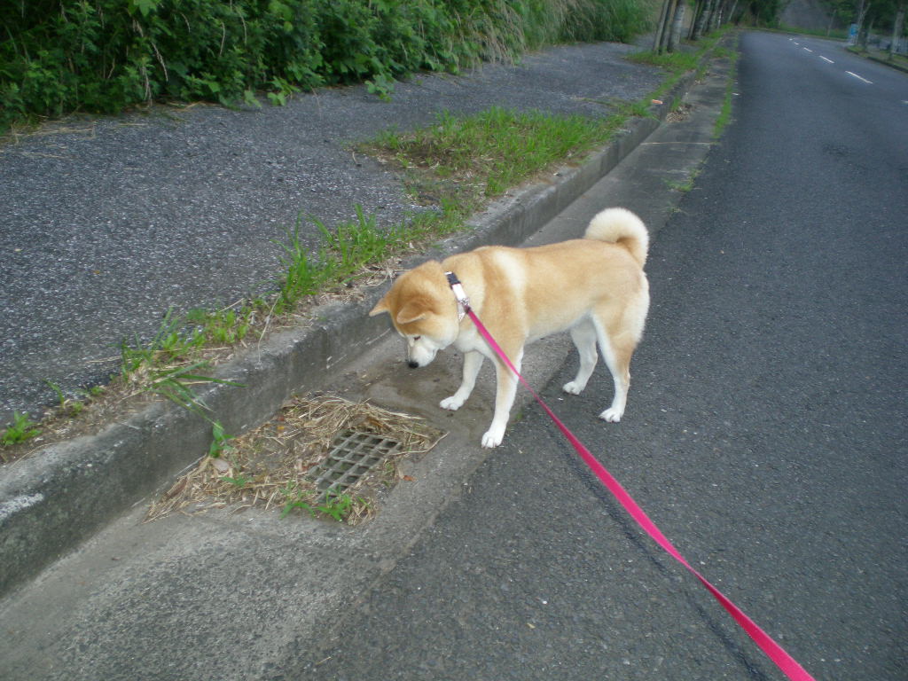 2010年6月26日(土)じゃがいも掘り!_f0060461_8341383.jpg