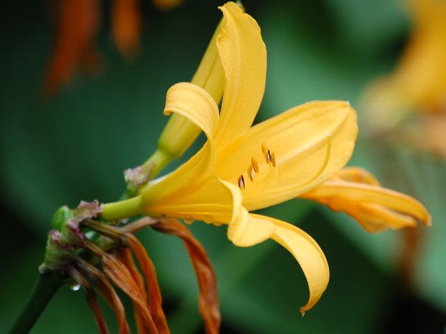 蝦夷禅庭花 エゾゼンテイカ 新 四季の花