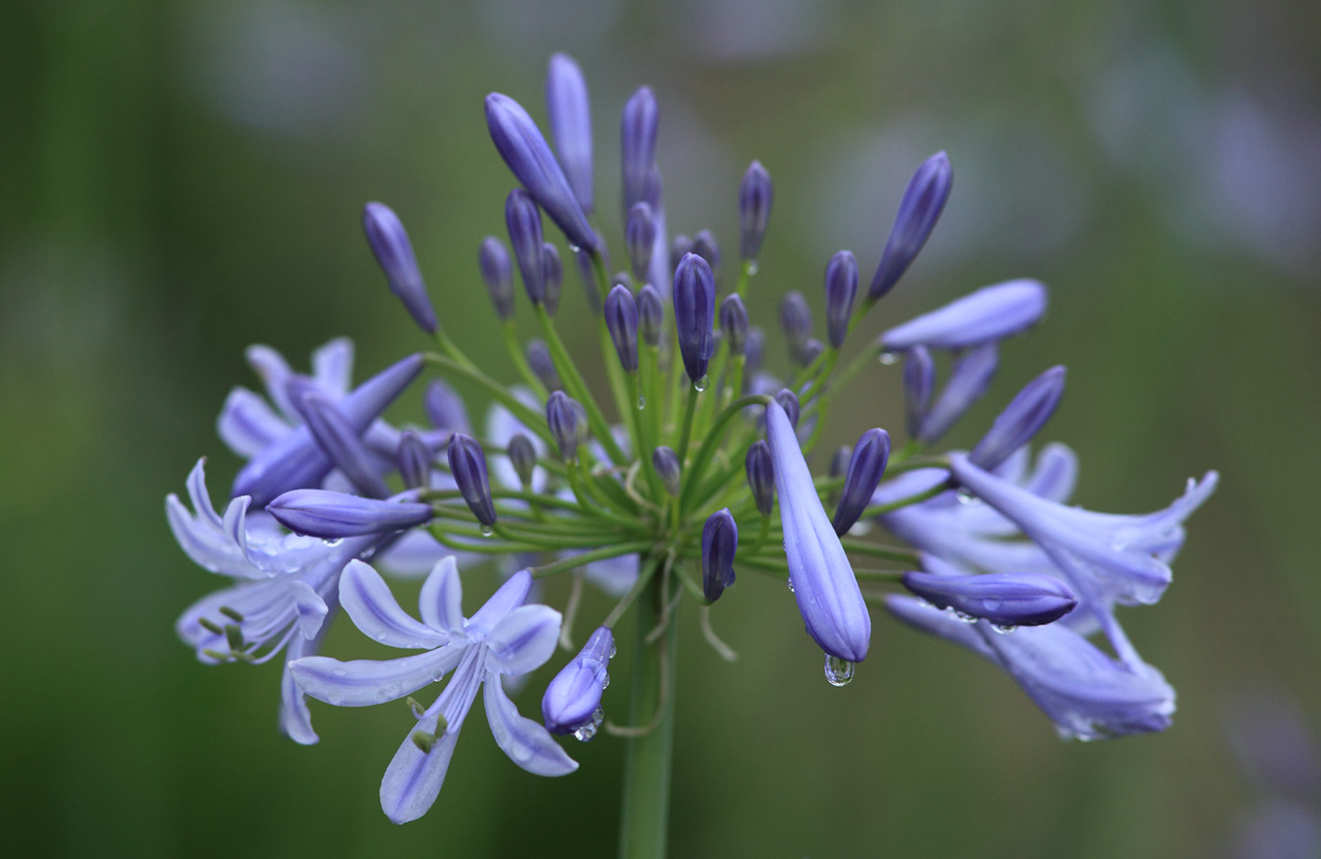 flower in the rain_c0199468_21472759.jpg