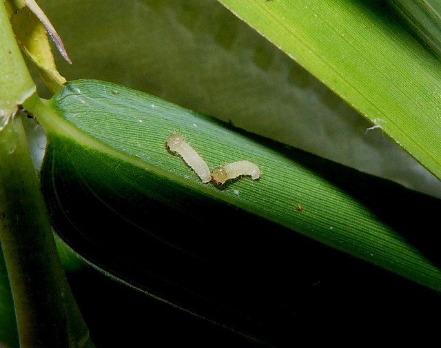 d0019074_52501.jpg
