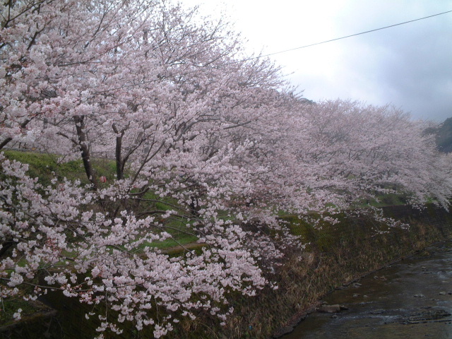 04月07日（木）　　■お花見～♪_f0050688_10421489.jpg