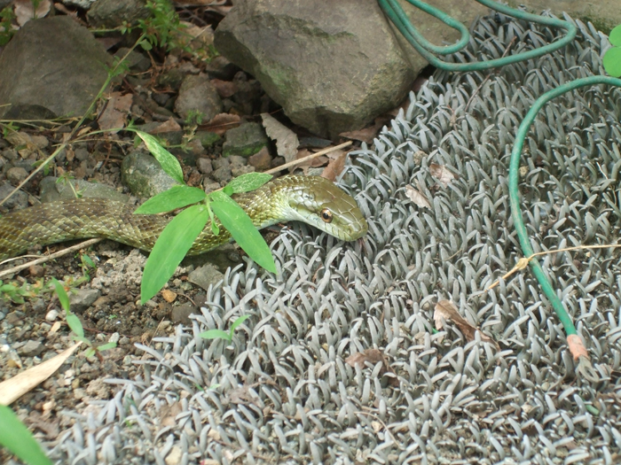 たぶん_d0112893_17461930.jpg
