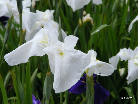 睡蓮と花しょうぶ咲く、橿原神宮の深田池_c0145299_1152896.jpg