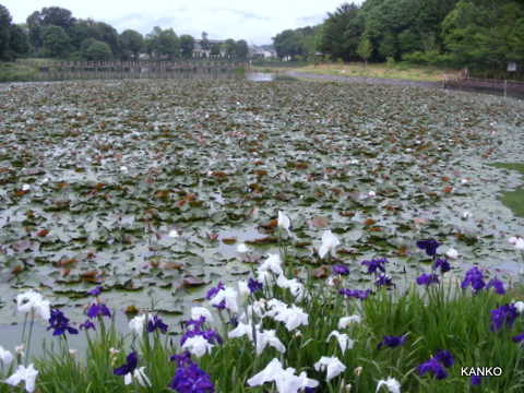 睡蓮と花しょうぶ咲く、橿原神宮の深田池_c0145299_1153857.jpg